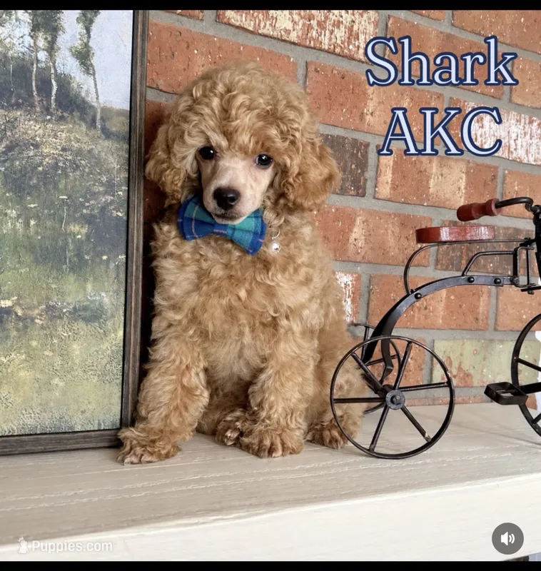 Shark  – Poodle - Toy  puppy for sale in Glendale, AZ