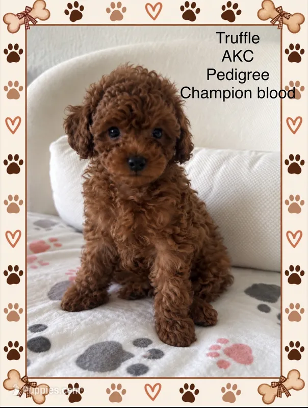 Truffle  – Poodle - Toy  puppy for sale in Glendale, AZ