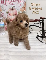 Shark , a male Poodle - Toy  for sale in Glendale, AZ – 3 of 6