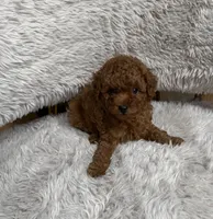 Truffle , a male Poodle - Toy  for sale in Glendale, AZ – 4 of 5