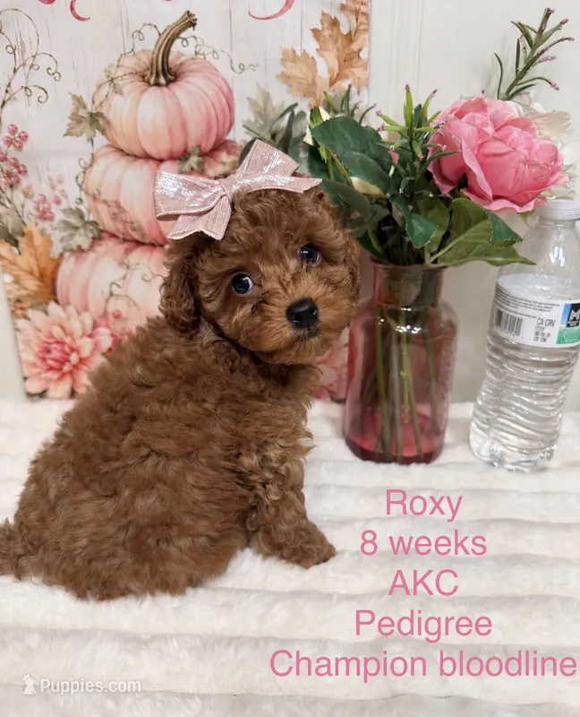 Roxy – Poodle - Toy  puppy for sale in Glendale, AZ