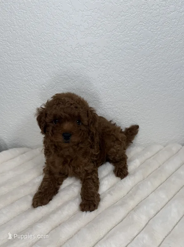 Truffle  – Poodle - Toy  puppy for sale in Glendale, AZ
