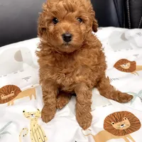 AKC Cosmos, a male Poodle - Toy  for sale in Glendale, AZ – Photo 8 of 8