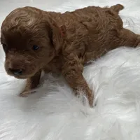 AKC Cosmos, a male Poodle - Toy  for sale in Glendale, AZ – Photo 6 of 8