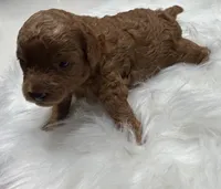 AKC Cosmos, a male Poodle - Toy  for sale in Glendale, AZ – Photo 3 of 5