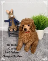 AKC Cosmos, a male Poodle - Toy  for sale in Glendale, AZ – Photo 2 of 8