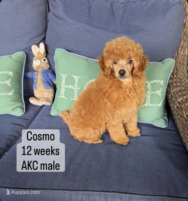AKC Cosmos, a male Poodle - Toy  for sale in Glendale, AZ – Photo 1 of 8