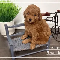 AKC Cosmos, a male Poodle - Toy  for sale in Glendale, AZ – Photo 4 of 8