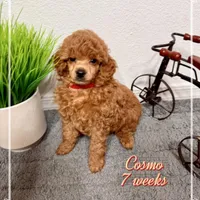 AKC Cosmos, a male Poodle - Toy  for sale in Glendale, AZ – Photo 3 of 8