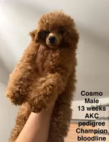 AKC Cosmos, a male Poodle - Toy  for sale in Glendale, AZ – Photo 2 of 10