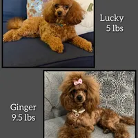 AKC Cosmos, a male Poodle - Toy  for sale in Glendale, AZ – Photo 7 of 8