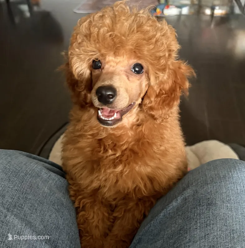 AKC Cosmos – Poodle - Toy  puppy for sale in Glendale, AZ