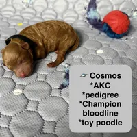 AKC Cosmos, a male Poodle - Toy  for sale in Glendale, AZ – Photo 2 of 5