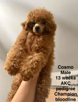 Cosmo, a male Poodle - Toy  for sale in Glendale, AZ – Photo 2 of 7
