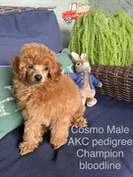 Cosmo, a male Poodle - Toy  for sale in Glendale, AZ – Photo 3 of 7