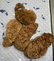 Cosmo, a male Poodle - Toy  for sale in Glendale, AZ – Photo 6 of 7