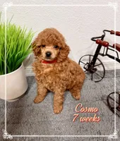 Cosmo, a male Poodle - Toy  for sale in Glendale, AZ – Photo 4 of 7