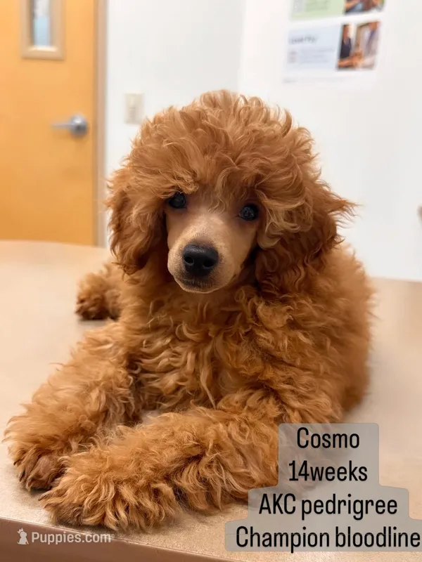 Cosmo – Poodle - Toy  puppy for sale in Glendale, AZ
