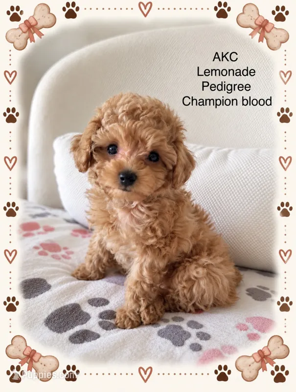 Lemonade  – Poodle - Toy  puppy for sale in Glendale, AZ