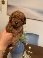 Truffle , a male Poodle - Toy  for sale in Glendale, AZ – 2 of 5