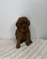 Roxy, a female Poodle - Toy  for sale in Glendale, AZ – 2 of 3