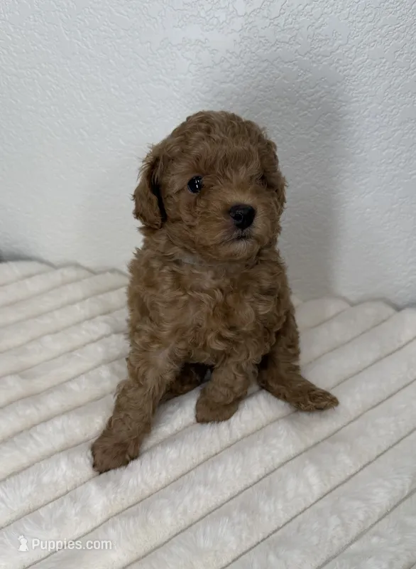 Shark  – Poodle - Toy  puppy for sale in Glendale, AZ
