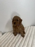 Pumpkin , a female Poodle - Toy  for sale in Glendale, AZ – 3 of 4
