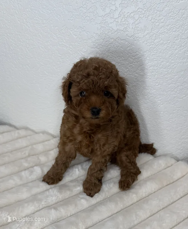 Pumpkin  – Poodle - Toy  puppy for sale in Glendale, AZ