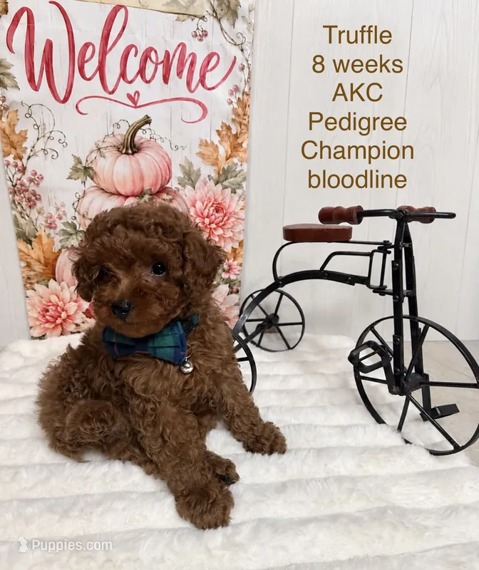Truffle  – Poodle - Toy  puppy for sale in Glendale, AZ