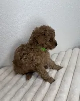 Lemonade , a female Poodle - Toy  for sale in Glendale, AZ – 2 of 3