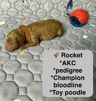AKC Rocket, a male Poodle - Toy  for sale in Glendale, AZ – Photo 3 of 6