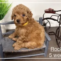 AKC Rocket, a male Poodle - Toy  for sale in Glendale, AZ – Photo 3 of 8