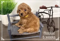 AKC Rocket, a male Poodle - Toy  for sale in Glendale, AZ – Photo 1 of 6