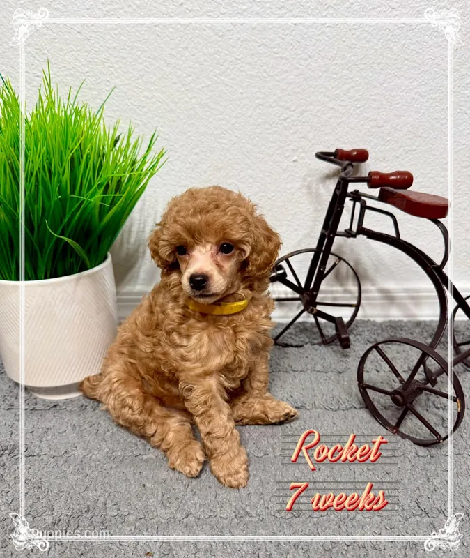 AKC Rocket