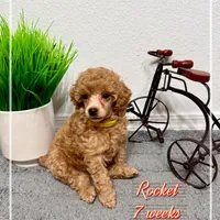 AKC Rocket, a male Poodle - Toy  for sale in Glendale, AZ – Photo 2 of 8