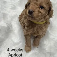 AKC Rocket, a male Poodle - Toy  for sale in Glendale, AZ – Photo 4 of 8