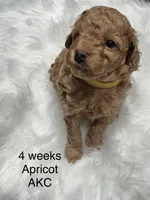 AKC Rocket, a male Poodle - Toy  for sale in Glendale, AZ – Photo 2 of 6