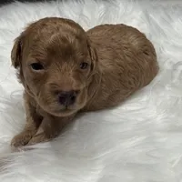 AKC Rocket, a male Poodle - Toy  for sale in Glendale, AZ – Photo 6 of 8