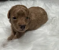 AKC Rocket, a male Poodle - Toy  for sale in Glendale, AZ – Photo 5 of 6