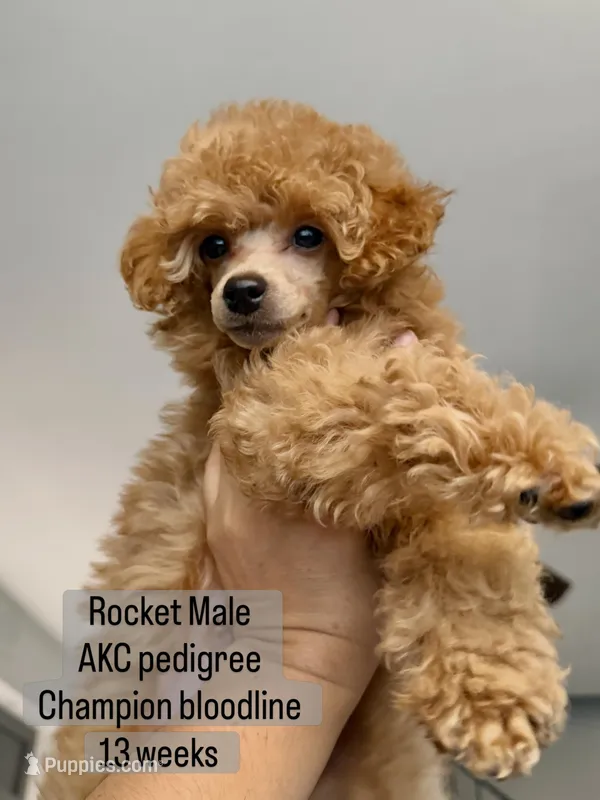 AKC Rocket – Poodle - Toy  puppy for sale in Glendale, AZ