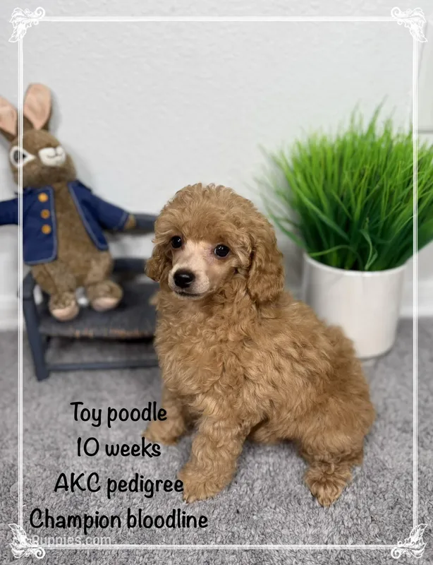 AKC Rocket – Poodle - Toy  puppy for sale in Glendale, AZ