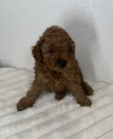 Pumpkin , a female Poodle - Toy  for sale in Glendale, AZ – 2 of 4