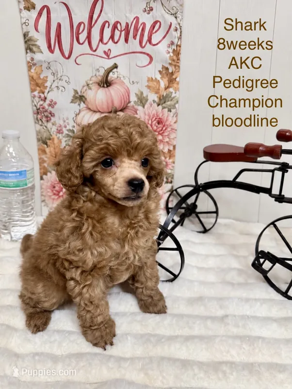 Shark  – Poodle - Toy  puppy for sale in Glendale, AZ