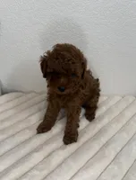 Truffle , a male Poodle - Toy  for sale in Glendale, AZ – 3 of 5