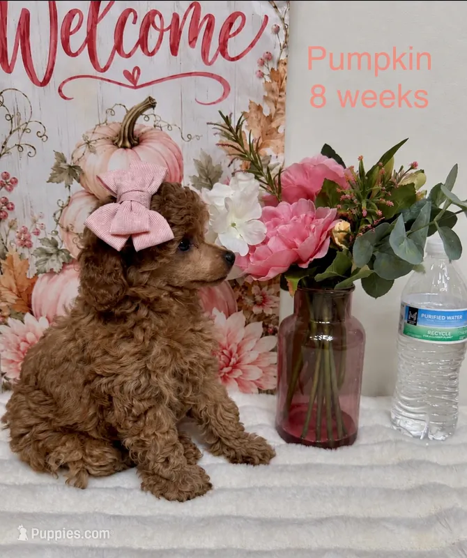 Pumpkin  – Poodle - Toy  puppy for sale in Glendale, AZ