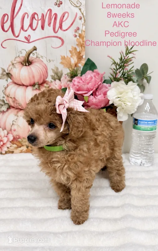 Lemonade  – Poodle - Toy  puppy for sale in Glendale, AZ