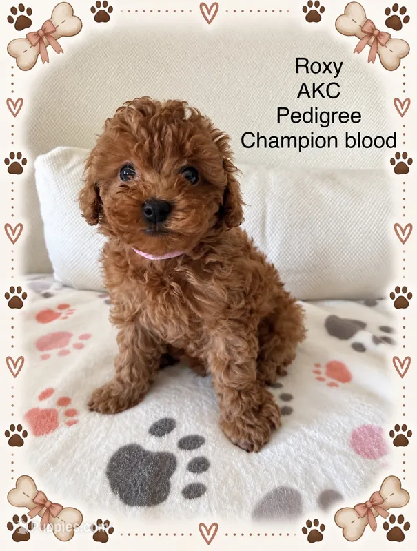 Roxy – Poodle - Toy  puppy for sale in Glendale, AZ