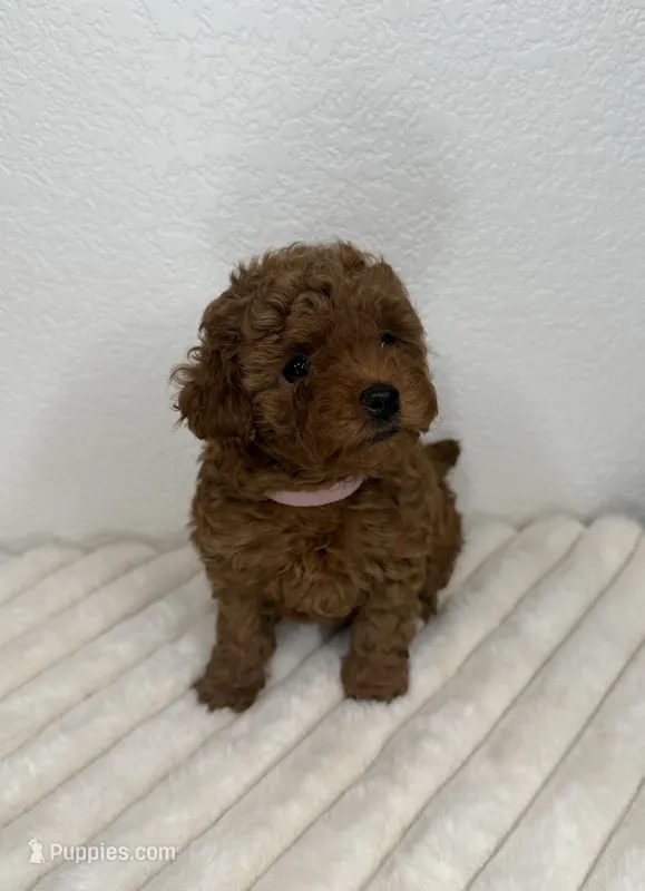 Roxy – Poodle - Toy  puppy for sale in Glendale, AZ