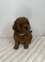 Roxy, a female Poodle - Toy  for sale in Glendale, AZ – 1 of 3