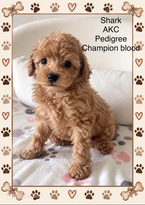 Shark  – Poodle - Toy  puppy for sale in Glendale, AZ